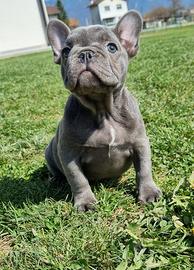Bouledogue francese cucciola femmina blu bulldog