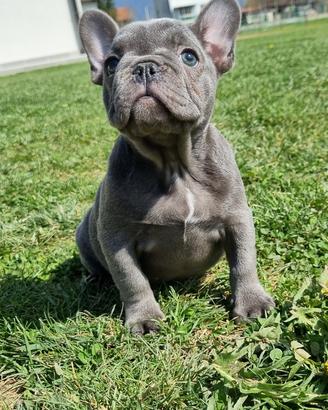 Bouledogue francese cucciola femmina blu bulldog