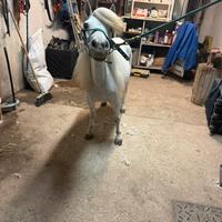 Pony femmina