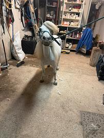 Pony femmina