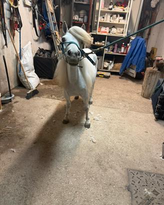 Pony femmina