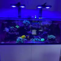 Acquario marino 120x60x50h completo