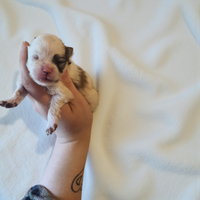 Spitz pomerania nano