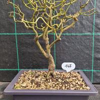 Bonsai di Sanguinello (Cornus Sanguinea) 147