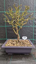 Bonsai di Sanguinello (Cornus Sanguinea) 147