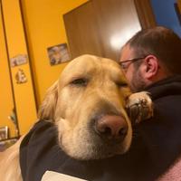 Golden Retriver maschio per accoppiamento