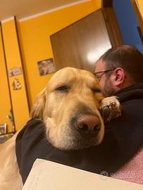 Golden Retriver maschio per accoppiamento