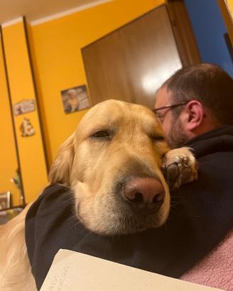 Golden Retriver maschio per accoppiamento