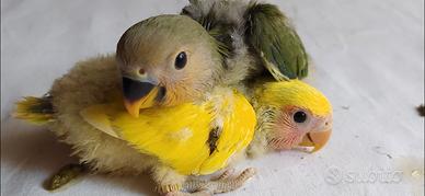 Pulli di inseparabile