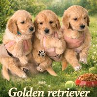 Cuccioli Golden retriever con pedigree ENCI