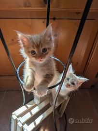 Gattini Maine Coon e Europeo