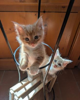 Gattini Maine Coon e Europeo