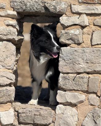 Cane per monta