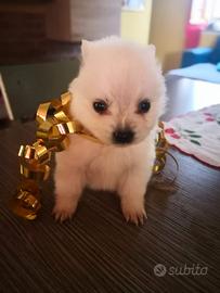 Cuccioli Spitz adorabili