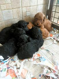Barboncino toy cuccioli italiani red e neri