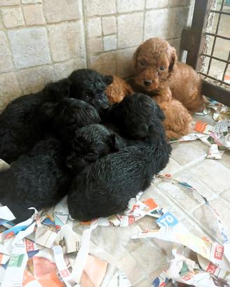Barboncino toy cuccioli italiani red e neri