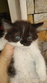 Gattina siberiano femmina colore bianco nero 2 mes