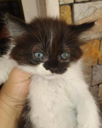 Gattina siberiano femmina colore bianco nero 2 mes