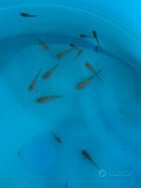 Guppy