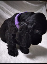 Cocker spaniel nero femminucce e maschietto