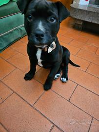 Pitbull taglia gigante da Esposizione A 200 euro