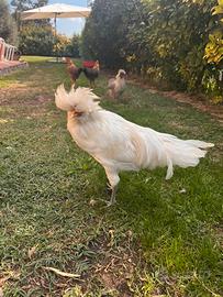 Gallo padovano bianco di 4 mesi