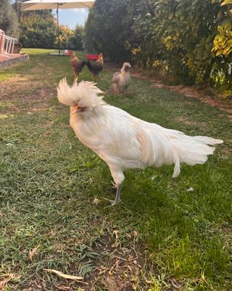 Gallo padovano bianco di 4 mesi