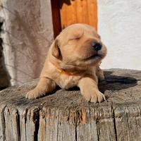 Golden retriever americani 100%
