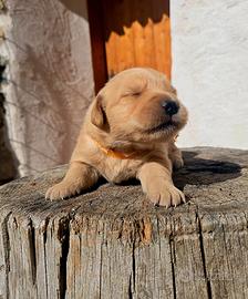 Golden retriever americani 100%