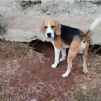 Beagle 19 mesi rimborso spese