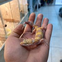 Geco leopardino