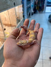 Geco leopardino