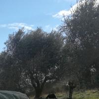 piante di ulivo