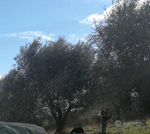 piante di ulivo