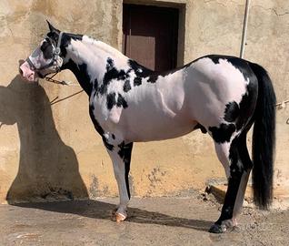 puledra 