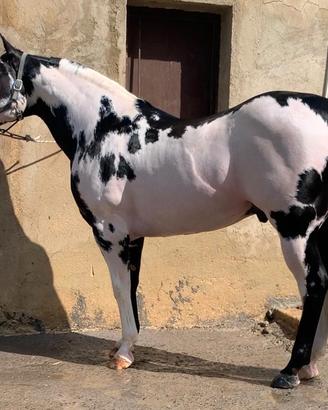 puledra 