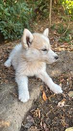 Husky Siberian Cucciolo 