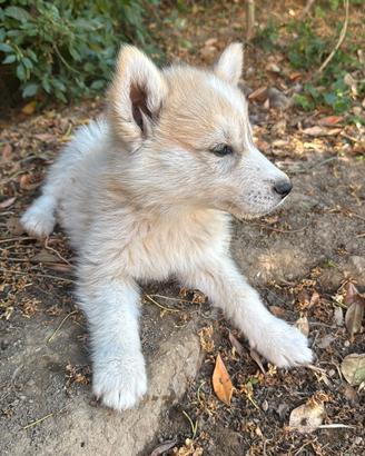 Husky Siberian Cucciolo 