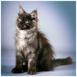 Mainecoon di 4 mesi con tutte le vaccinazioni