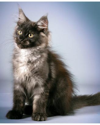 Mainecoon di 4 mesi con tutte le vaccinazioni