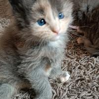 Cuccioli Maine Coon con pedigree