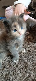Cuccioli Maine Coon con pedigree