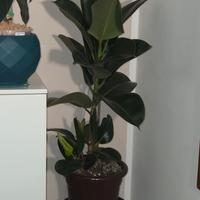 ficus