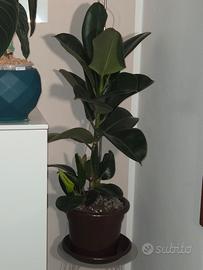 ficus