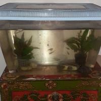 Acquario con 6 pescolini e il cibo