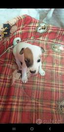 Cuccioli jack russell