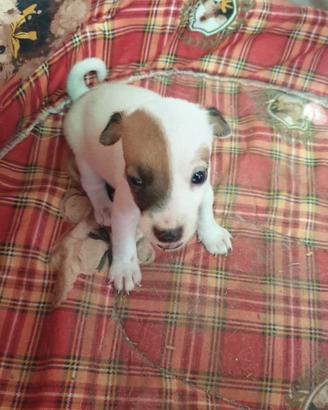 Cuccioli jack russell