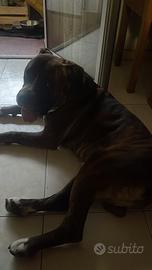 Incrocio pit amstaff