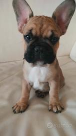 Bulldog Francese