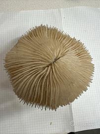 Corallo Criniera Di Leone Su Supporto